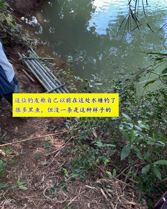 腿？广州男子钓到畸形黑鱼吓得赶紧丢了PG麻将胡了罗非出了轨还是黑鱼劈了(图2)