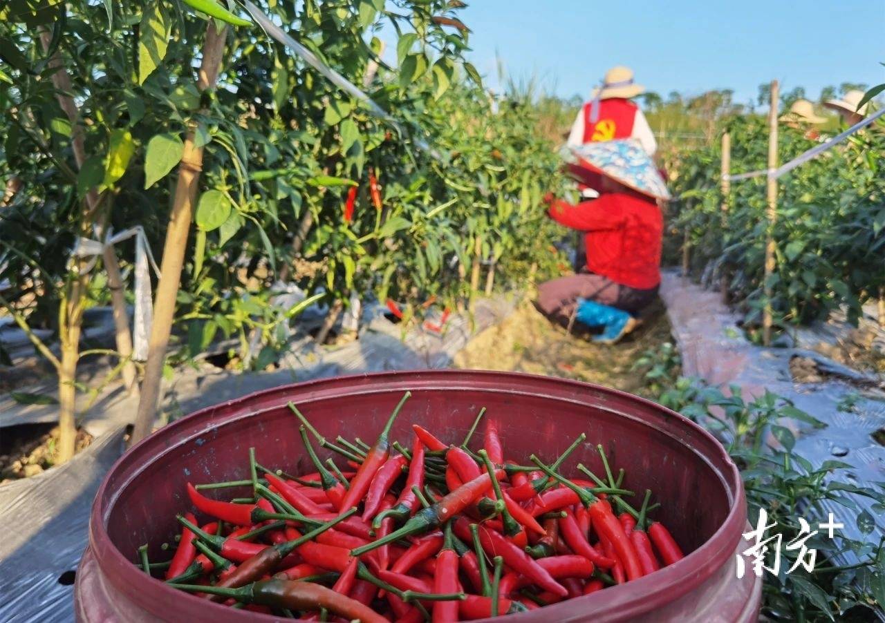 日日“鲜”上市 岭南特产看罗定蔬菜PG电子麻将胡了2丰富“菜篮子”(图7)